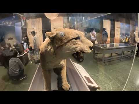 Boston 4K Walking Tour - MUSEUM OF SCIENCE - Animals, Planets, Nature 🚨🔭🔬🌳🌲🫎