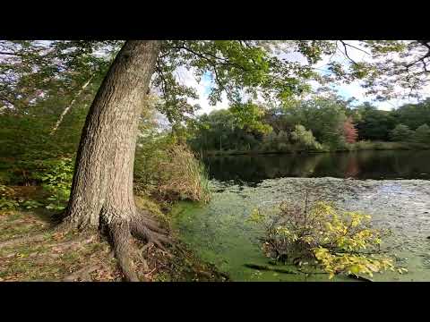 The Most Beautiful Place In Boston? 4K Scarboro Pond Franklin Park JP Roxbury 🎃🚇🚴‍♂️📚🌲🌳Autumn